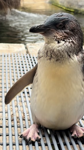43 reactions | It’s Timmy’s time to shine! And you still have time to make his dreams come true, vote for our wonderful Napier Libraries penguin Timmy in @nationalaquariumnz Penguin of the Year 2025! Voting is easy and free with no registration needed! Link in bio and remember Timmy’s waddle to victory starts with you! #napierlibraries #nationalaquariumofnewzealand #nanzpenguins #timmyfortoppenguin #timmytakesthecrown | Napier Libraries | Facebook