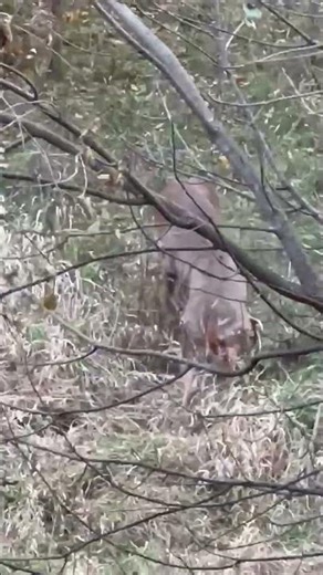 Imagine seeing this on your walk. #Whitetail #Rut