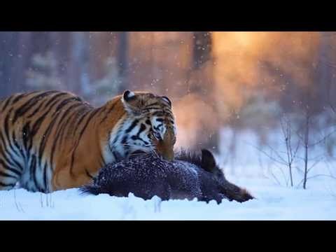 You’ve NEVER Seen Siberian Tigers Hunt Like This #SiberianTiger #Wildlife #Nature
