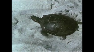 1959年泛美航空波音707宣传片——Pan Am Boeing 707 Promo Film - 1959