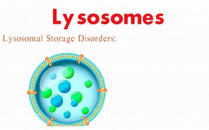 Lysosomes- Structure and Function-- biology-- Cell Biology