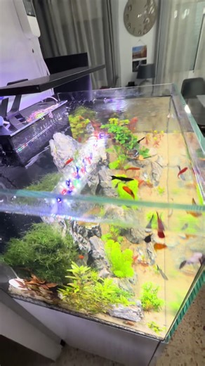 Creating a Beautiful Home Aquarium