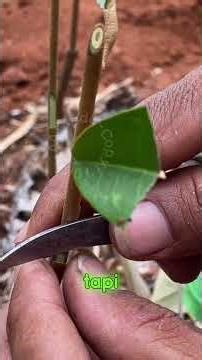 This is how to plant durian correctly
