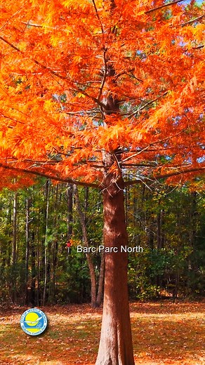 Fall colors are starting to make their way to parts of Myrtle Beach! 🍂🍁 Enjoy these beautiful sights of some trees throughout the city. While the majority of leaves in Myrtle Beach are still green, we are enjoying seeing a bit of red, orange and yellow appear! #MyrtleBeach #CityofMyrtleBeach | Myrtle Beach City Government