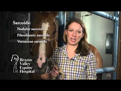 Sarcoid Tumors in Horses