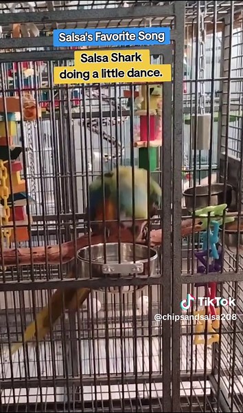 Salsa the Macaw Dancing to Favorite Song