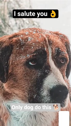 Dogs are born helpers 🐶💖 | True friendship goals 🥺