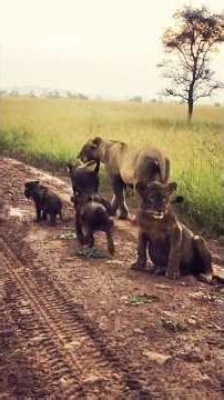 These Lion Cubs Look Black… But Here’s Why 🦁