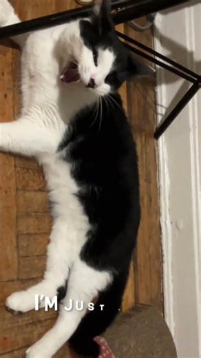 👆👆Sparkle Like Willow 🎇 Owen the Cat’s Neon Pop Tribute to His Firework Girl 🐾 Feel-Good Teen Anthem