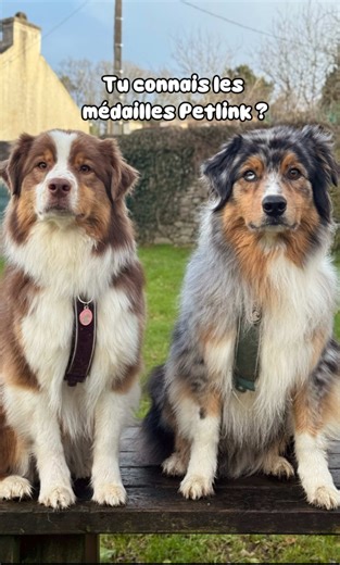 Vous connaissez les médailles Petlink ? Rapide pour déclarer votre chien si vous l’avez perdu et si votre animal 🐶 🐱 est trouvé avec sa médaille pas besoin d’aller chez le vétérinaire 🏥 pour vous retrouver 🙏🏻 ✅ Pas d’abonnement 👍🏼 ✅ Pas de coût supplémentaire après l’achat 🙌🏻 ✅ Petlink envoie un mail et un sms directement avec le numéro de la personne qui a retrouvé votre animal à vous de le contacter 📞 ✅ Aucunes informations personnelles transmises à la personne qui retrouve votre ani