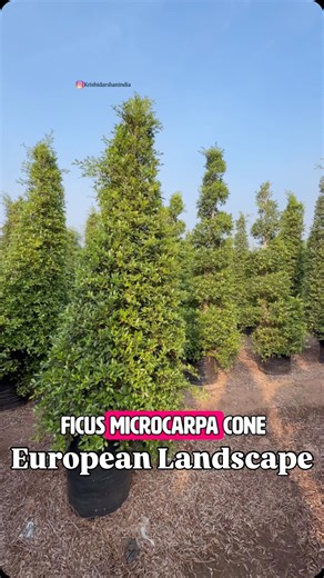 KRISHI DARSHAN INDIA on Instagram: "Ficus microcarpa cones 🌲 are one of most fascinating elements in any landscape. As they add European feel in it. We are having them in supreme quality even in shape of spirals 🌲. We are India’s number ☝🏻 landscape plants and trees supplier. Serving around the 🌍. For pricing details DM now ☎️ 8178522950 📩 krishidarshanindia2021@gmail.com #horticulture #landscapearchitect #landscaping #luxuryproperty #luxuryhomes"