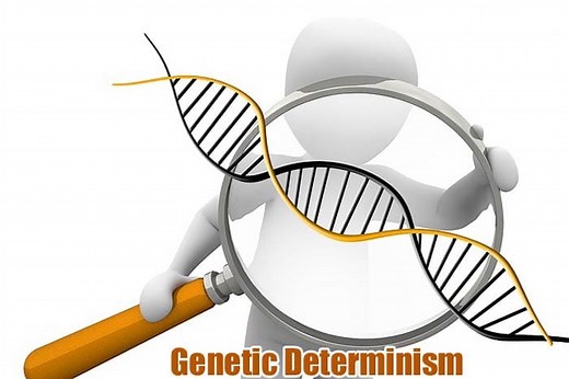 Genetic Determinism | Biological Determinism | History, Types & Concepts