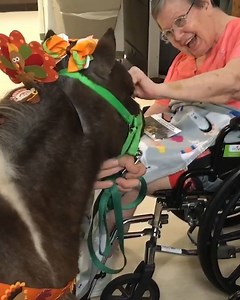 393K views · 73 reactions | There's nothing like a mini horse with a...