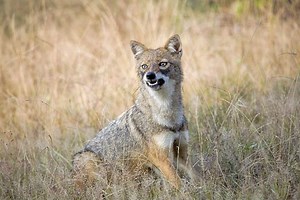 Indian jackal - Alchetron, The Free Social Encyclopedia