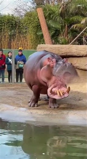 A hippo dancing and shouting.