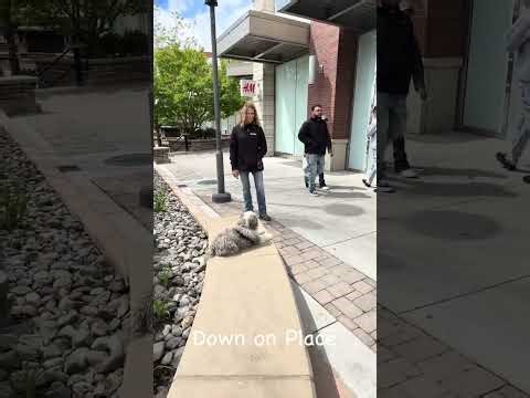 Mini Bernedoodle 🐾Off Leash Training | Best Dog Trainer | Reno, NV🐾