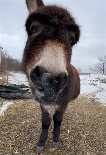 Henry the Donkey's Delightful Donuts Routine