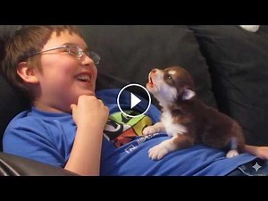 Best Of Cute Puppies Howling Videos 2025