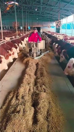 The process of cleverly feeding hay to cows