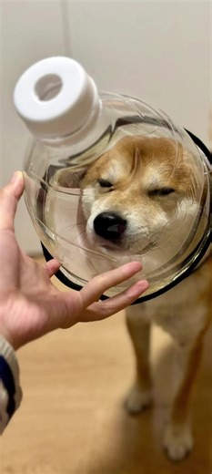 异烟肼对狗对人的影响
