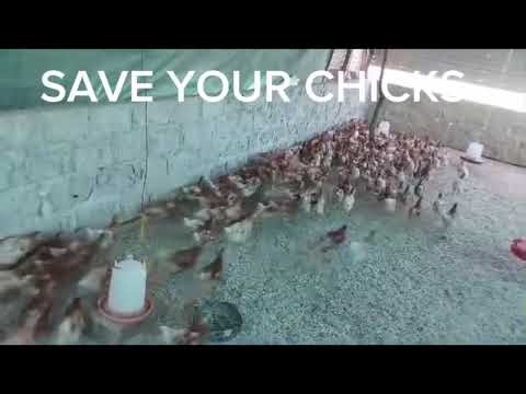 How to Brood Day-Old Layer Chicks Properly