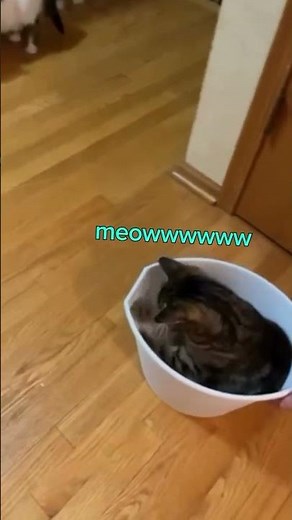 The Wellerman, Cat Remix – Must Watch!