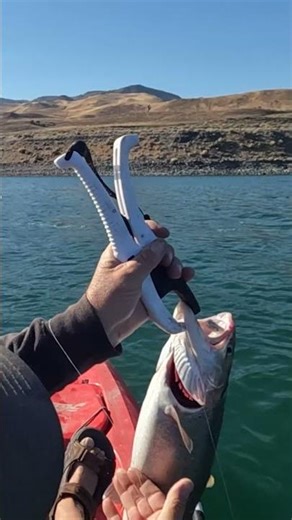 Pyramid Lake Trout Fishing Action!