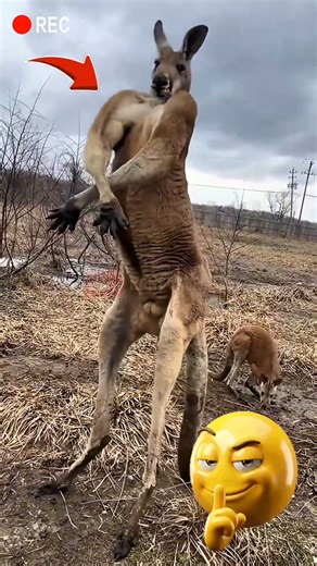 This kangaroo shows off his muscles 💪💪💪 #animals #animalshorts #kangaroo
