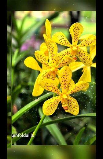 💦 Mokara Orchids : Location Chang Mai Thailand 🇹🇭 💦 Discover the exquisite allure of Mokara Orchids, where nature's sophistication is elegantly embodied in each delicate petal. Renowned for their captivating beauty, Mokara Orchids epitomize refinement and grace, making them an ideal choice to enhance any occasion with a touch of elegance. 🧚‍♀️ Common Name: Mokara Orchid 🧚‍♀️ Botanical Name: Mokara spp.mo-Kara 🧚‍♀️ Decorative Life: 14 plus days. 🧚‍♀️ Flower Color: Blue, Orange, Pink, Purp
