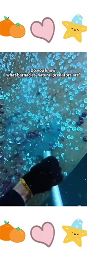 The evil sock invader!#asmr #tiktok #nature #barnacles #respect