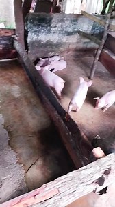 676K views · 9.4K reactions | Paanakan ng baboy Construction - low...