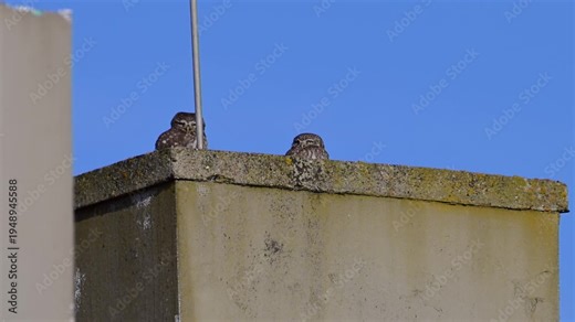 two Little Owls (Athene noctua) perched together on the corner of a concrete rooftop structure, blinking and looking around against a solid, vibrant blue sky.