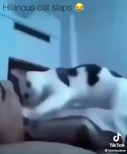 6.6M views · 199K reactions | Cat around and find out!  | Peads99 | Facebook