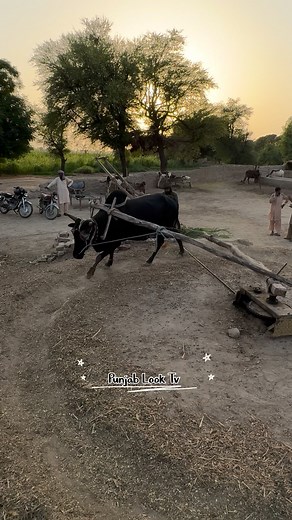 377K views · 8.8K reactions | Chaff Cutter Machine operating With bulls #farming #trending #viralphotochallenge | Punjab Look tv | Facebook