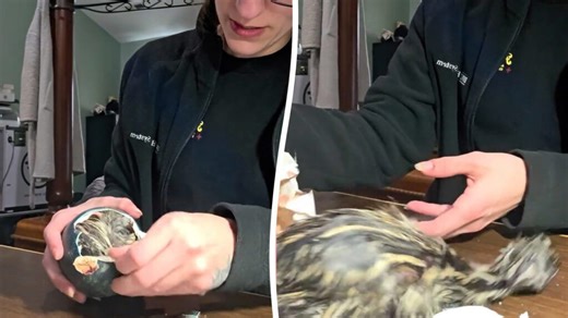 Ranch worker helps emu chick hatch after 36-hour struggle