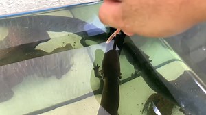 Giant Salamander Pet Eats Straight From My Hands