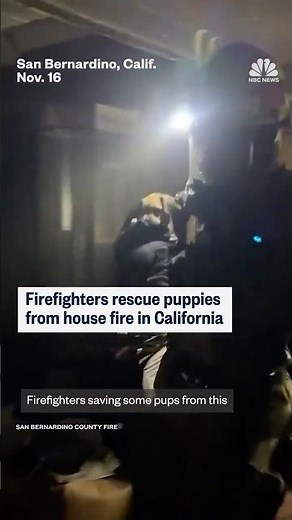 Firefighters rescue puppies from house fire in California