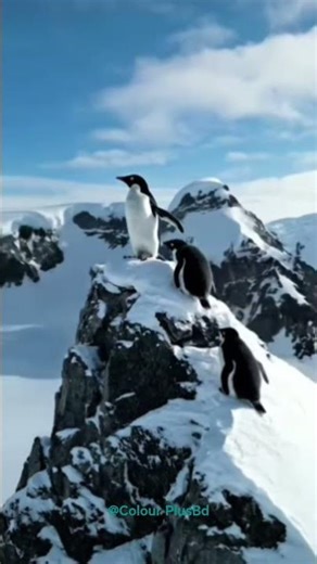 Penguins live on tall icy mountains.Nature there is truly beautiful and amazing. 🐧🏔️#animallife