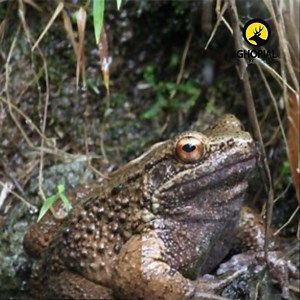 লোমশ ব্যাঙ বা ভৌতিক ব্যাঙ / Hairy Frog এই প্রজাতির ব্যাঙের কোন বাংলা নাম নেই তবে আমরা একে লোমশ ব্যাঙ, উলভারিন ব্যাঙ বা হরর ব্যাঙ বলতে পারি। এই লোমশ ব্যাঙের বৈজ্ঞানিক নাম হচ্ছে Trichobatrachus robustus এবং ইংরেজি নাম Hairy Frog বা Wolverine Frog. লোমশ ব্যাঙ নিয়ে এখনও খুব একটা বিস্তর প্রতিবেদন কেউ প্রকাশ করেনি যেকারণে এদের সম্পর্কে খুব অল্প বিস্তর জানা সম্ভব হয়েছে। মোটামুটি একেকটি লোমশ ব্যাঙ ৪ থেকে ৫ ইঞ্চি পর্যন্ত লম্বা হতে পারে। #লোমশ_ব্যাঙ #ভৌতিক_ব্যাঙ #Hairy_Frog #Trichobatrachus_robustus #Wolv