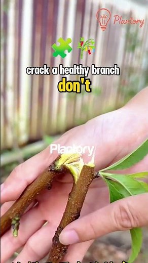 "Grow a Peach Tree from a Branch 🍑 (Free Plant in 30 Days)"