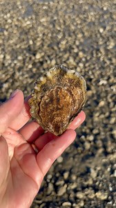 43 reactions · 23 comments | Can you guess what species of oyster this is?  | Taylor Shellfish Farms | Facebook
