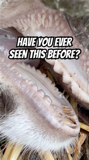 Inside a Whitetail Buck’s Mouth