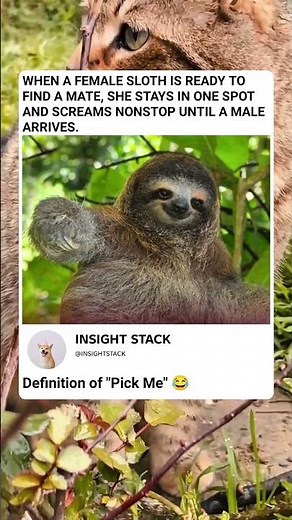 This Sloth Mating Call is SHOCKING! (Nature's Loudest Cry for Love)