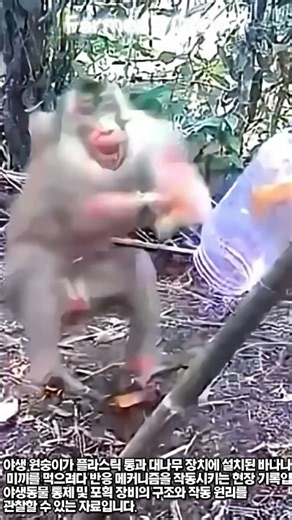 야생 원숭이 포획 장치 작동 과정 #worker #process #trap #wildlife #monkey