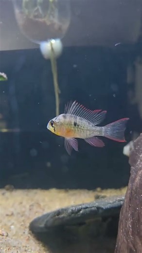 Top 5 Dwarf Cichlids for Your Freshwater Aquarium