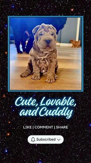 I’m a Puppy | The Cutest Shar Pei in the Cosmc Pei Universe 💫 | Chinese Shar Pei Puppy Compilation