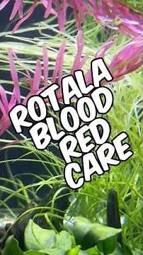 A Quick Rotala Blood Red Care Guide For An Easy Red Option For Your Planted Tank!