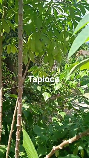 Tapioca roots step and leaves are all useful