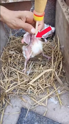 how to feed a baby pigeon
