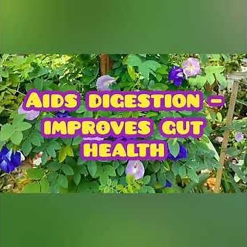 "How to Grow Butterfly Pea Flower at Home | Easy Tips for a Healthy Bloom 🌸"!!